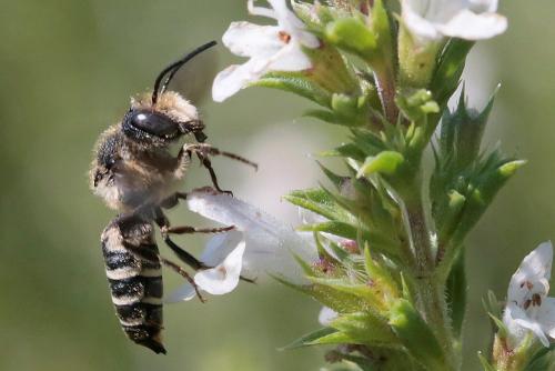Réf. 210 585 : Coelioxys sp.